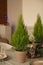 Festive table setting with thuya trees