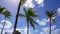 Festive table under palm trees on the beach