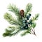 Festive watercolor illustration of pine spruce branch perfect for Christmas decor on white background