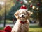 Festive Whirlwind: Christmas Hat-Adorned Poodle Radiates Colorful Charm in Holiday Splendor.