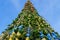 Festively decorated Christmas tree, standing on the street. View from below against the blue sky