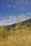 Festuca Pratensis, Allergens Plants