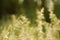 Festuca pratensis, dry grass to summer