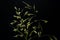 Festuca pratensis. Flowering grass with seeds on a black background.