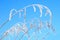 Festuca pratensis under snow on a background of blue sky