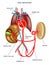 Fetal circulation