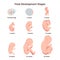 Fetal development stages set. From fertilized egg to 40 weeks fetus