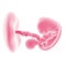 fetal development - week 7