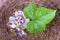 Fetid passionflower, Passion Fruit Flower on basket.