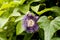 Fetid passionflower, Passion Fruit Flower on natural background.