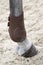 Fetlock protection for horse