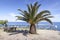 Fetofeia, resting place with palm, island of Elba, Tuscany, Italy