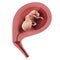 A fetus inside of an uterus - week 16