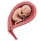 A fetus inside of an uterus - week 21