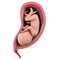 A fetus inside of an uterus - week 33