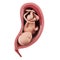 A fetus inside of an uterus - week 34