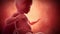 A fetus - week 26