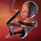 Fetus womb pregnancy childbirth umbilical cord