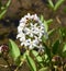 Fever clover, Menyanthes trifoliata