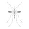 Fever mosquito species aedes aegyti on white background