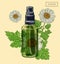 Feverfew branch and green glass sprayer