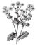 Feverfew, Chrysanthemum, Parthenium, daisy, family, Asteraceae, strong, scented perennial, plant vintage illustration