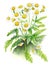 Feverfew decorative and medical plant over white background. Generative AI watercolor illustration