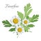 Feverfew floral element with green leaves vector illustration