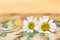 Feverfew flowers. Daisy flowers with peach and yellow background.