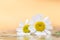 Feverfew flowers. Daisy flowers with peach and yellow background.