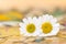Feverfew flowers. Daisy flowers with peach and yellow background.