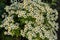 Feverfew flowers in the family garden