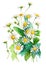 Feverfew flowers over white background. Generative AI illustration in watercolor style