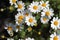 Feverfew Flowers (Tanacetum parthenium).