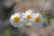 Feverfew Flowers (Tanacetum parthenium).