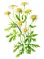 Feverfew plant isolated on white background, natural herbal medicine plant. Generative AI watercolor illustration