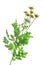 Feverfew (Tanacetum parthenium)