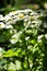 Feverfew Tanacetum parthenium in flower. Mass of white and yellows flowers of traditional medicinal herb in the daisy family As