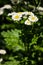 Feverfew Tanacetum parthenium in flower. Mass of white and yellows flowers of traditional medicinal herb in the daisy family As