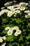 Feverfew Tanacetum parthenium in flower. Mass of white and yellows flowers of traditional medicinal herb in the daisy family As