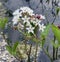 Feverwort, Triosteum, Rosthorni