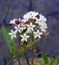 Feverwort, Triosteum, Rosthorni