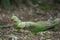 Few Alexandrine Parakeet parrots searching for food