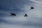 A few Alpine chough flying above