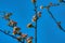 Few appletree branches blooming petal blue sky sunny day