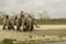 Few Asiatic elephants coming to bath at river with his keeper or trainer with selective focus