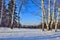 Few birches on the edge of winter forest in the sunlight