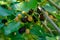 Few black and green mulberries grows on the branch of a bush