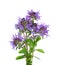 Few blooming sprigs of Wild Thyme (Thymus serpyllum) isolated on white background