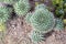 A few cacti grown in the rocky soil. The view from the top